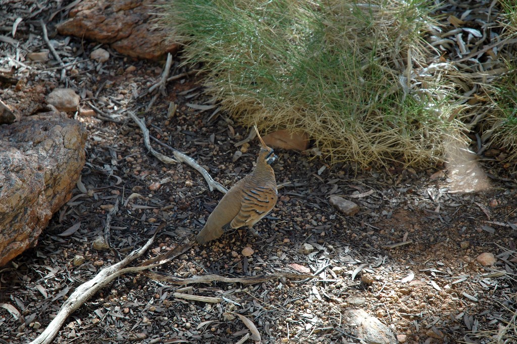 Spinifex Pigeon